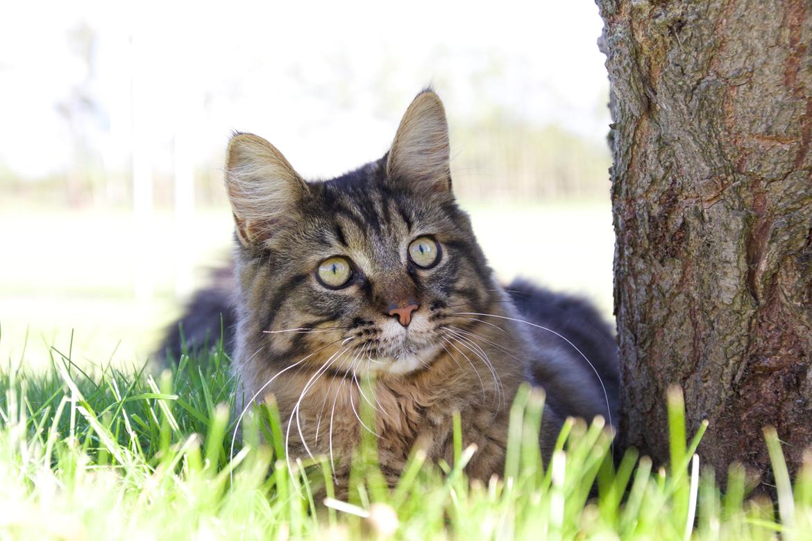 Maine Coon McAmigo billede 7