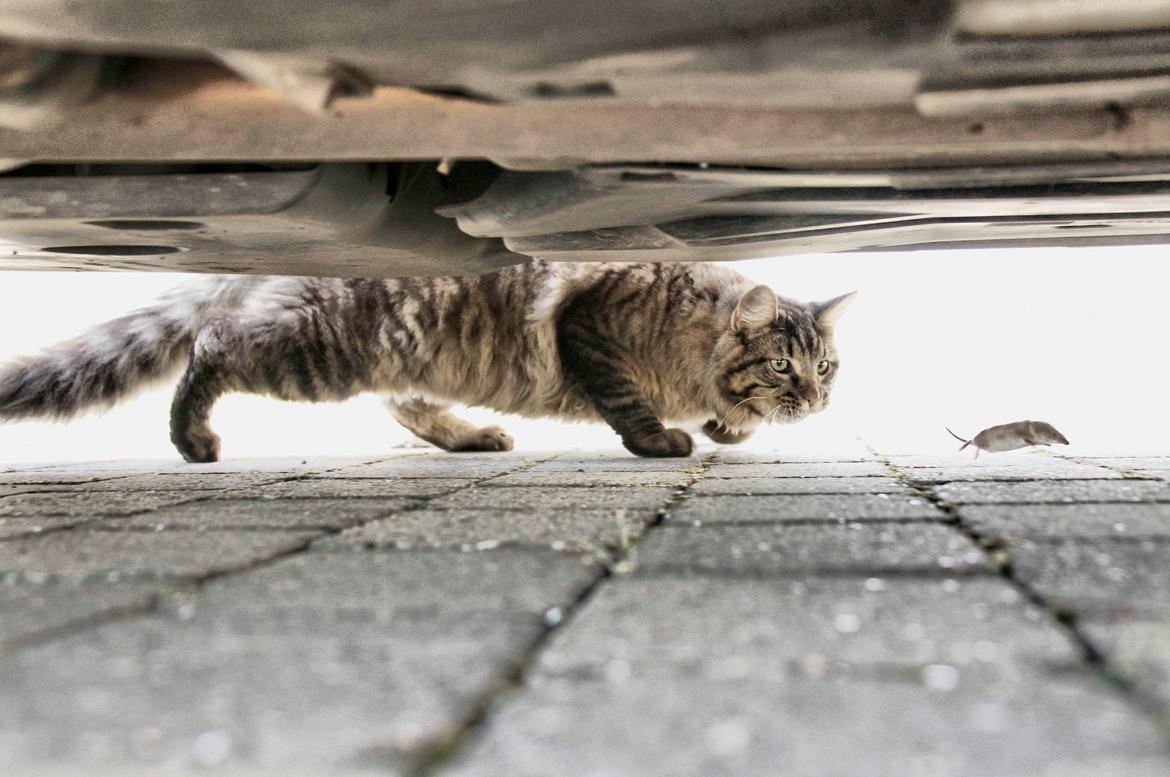 Maine Coon McAmigo billede 2