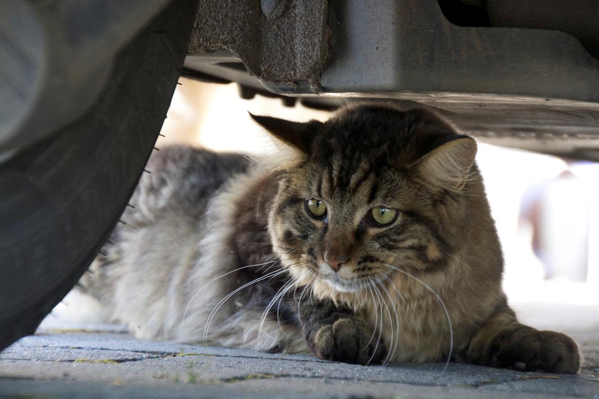 Maine Coon McAmigo billede 11