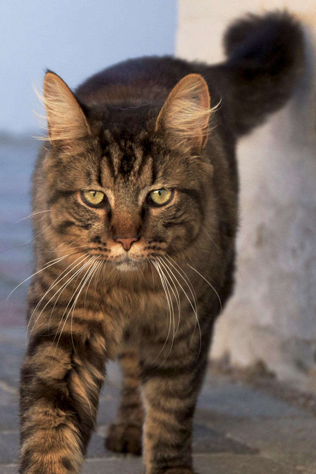 Maine Coon McAmigo billede 9