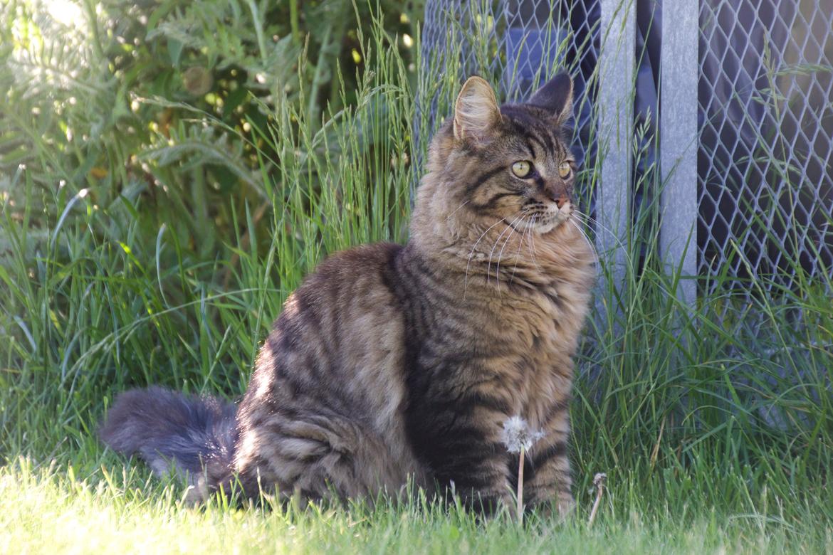 Maine Coon McAmigo billede 6