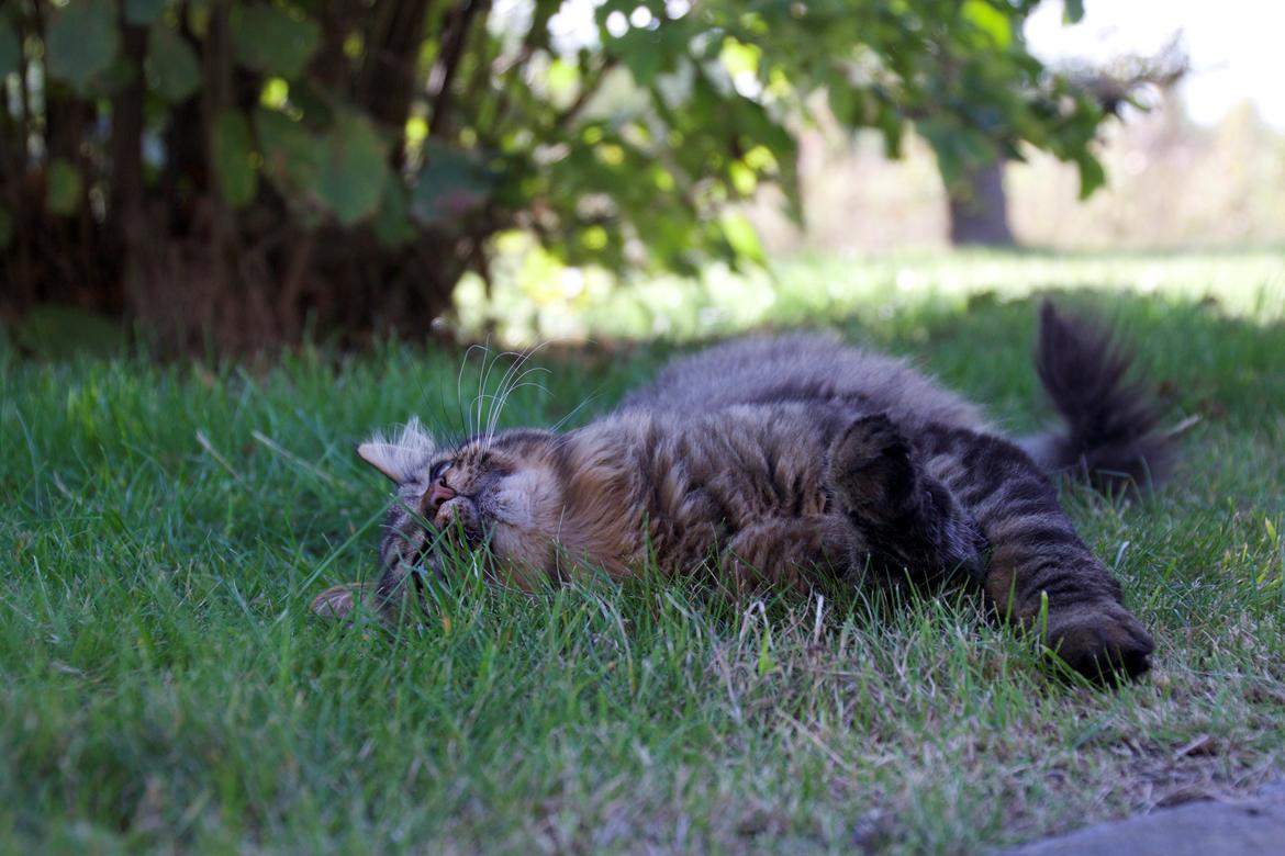 Maine Coon McAmigo billede 5