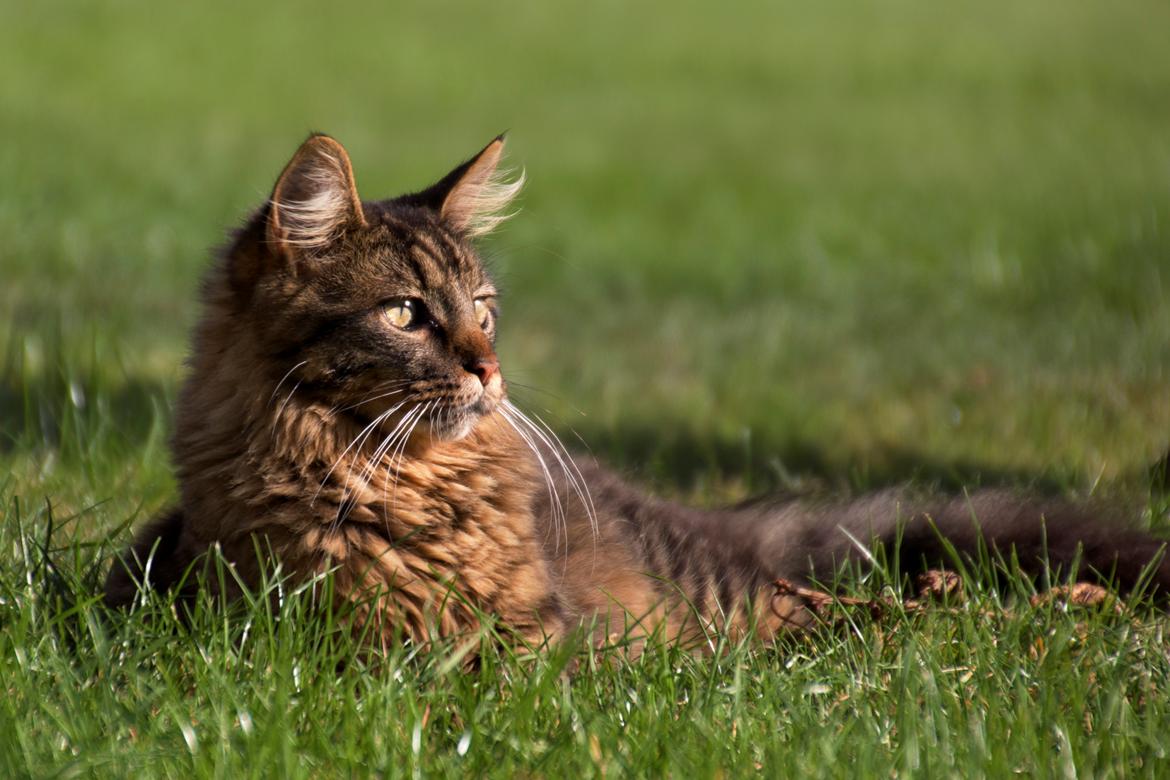 Maine Coon McAmigo billede 3