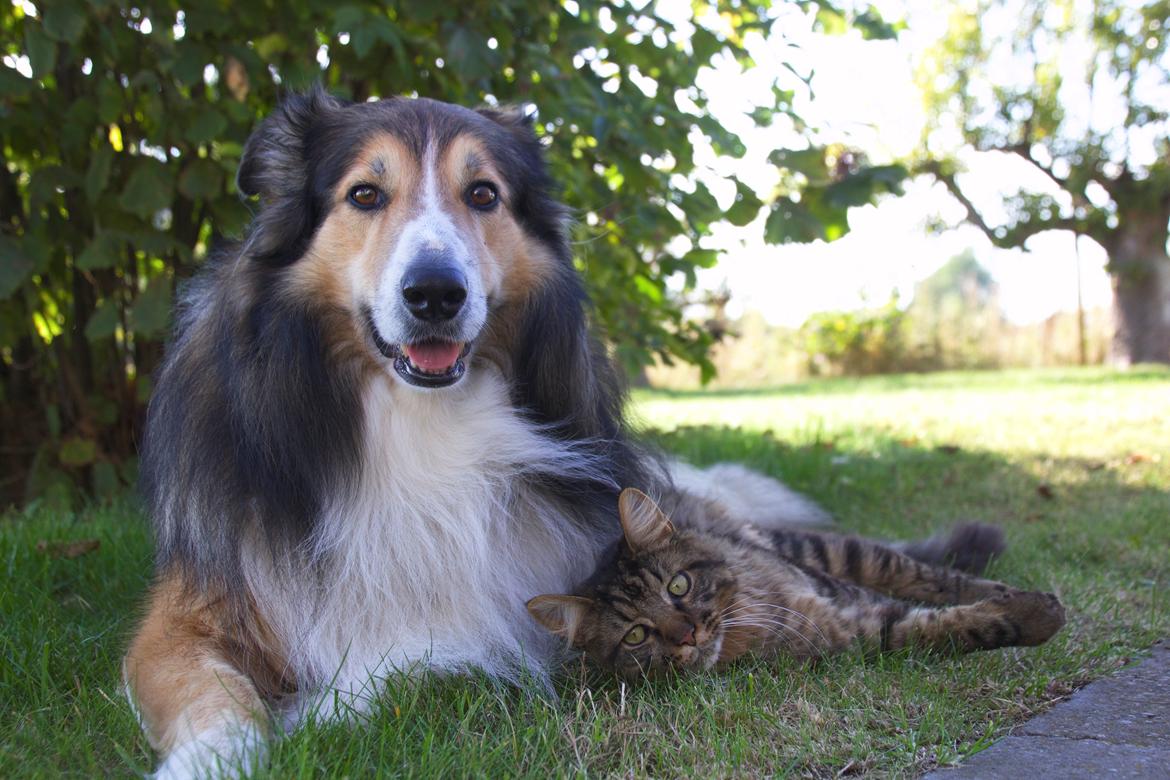 Maine Coon McAmigo billede 12