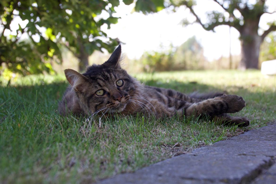 Maine Coon McAmigo billede 4