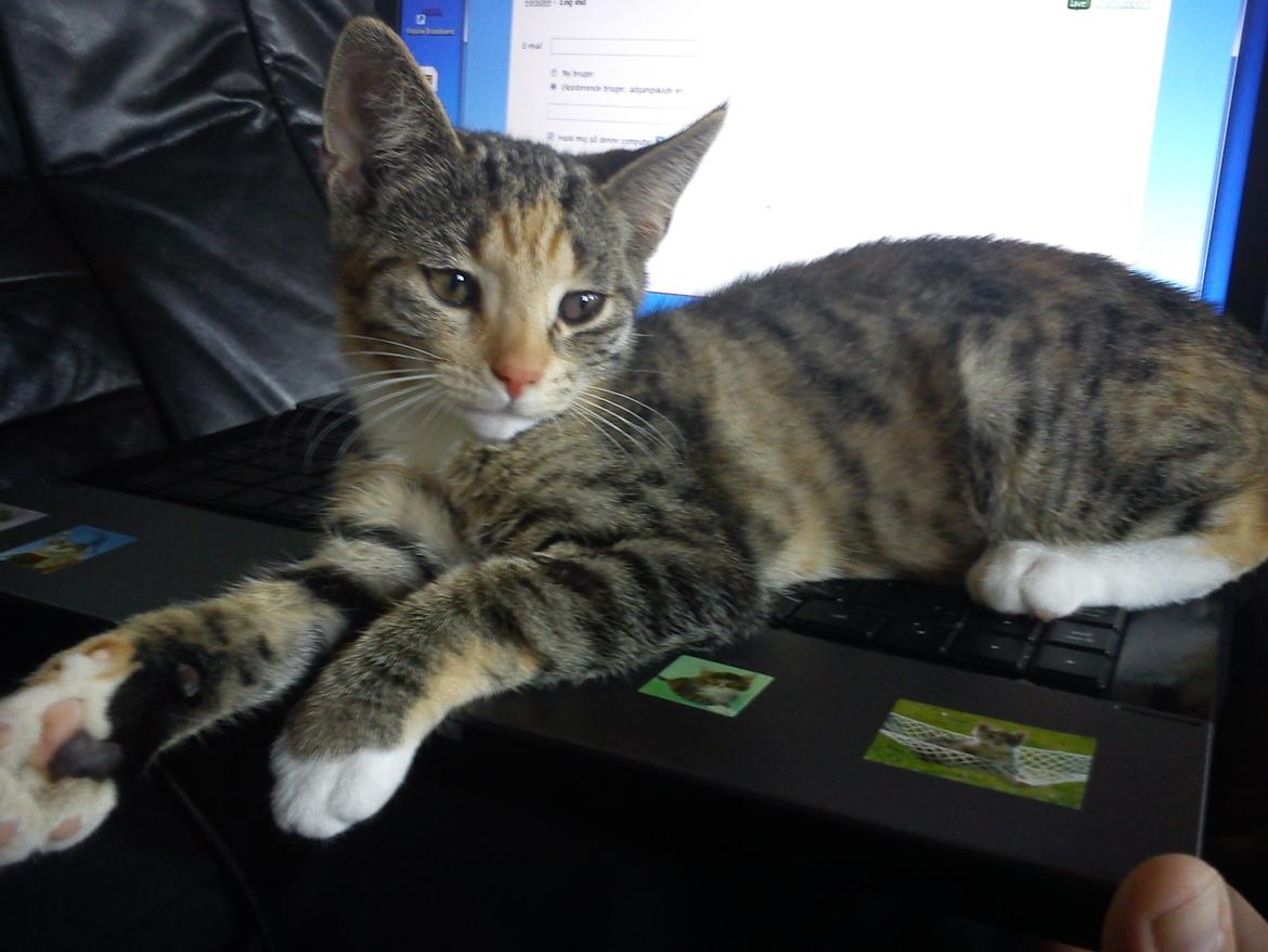 Huskat Muzz - Hygger på mors pc :-P billede 2