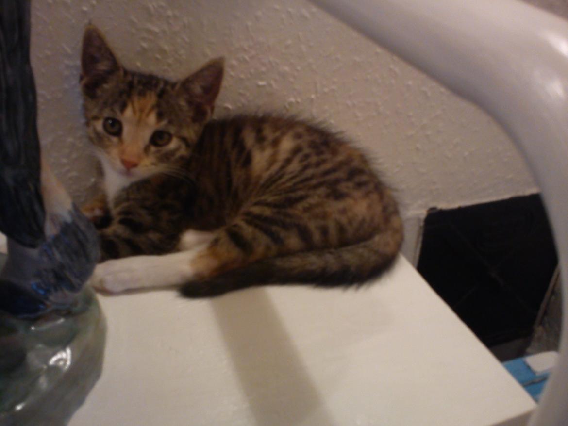 Huskat Muzz - Hygge :-) billede 33