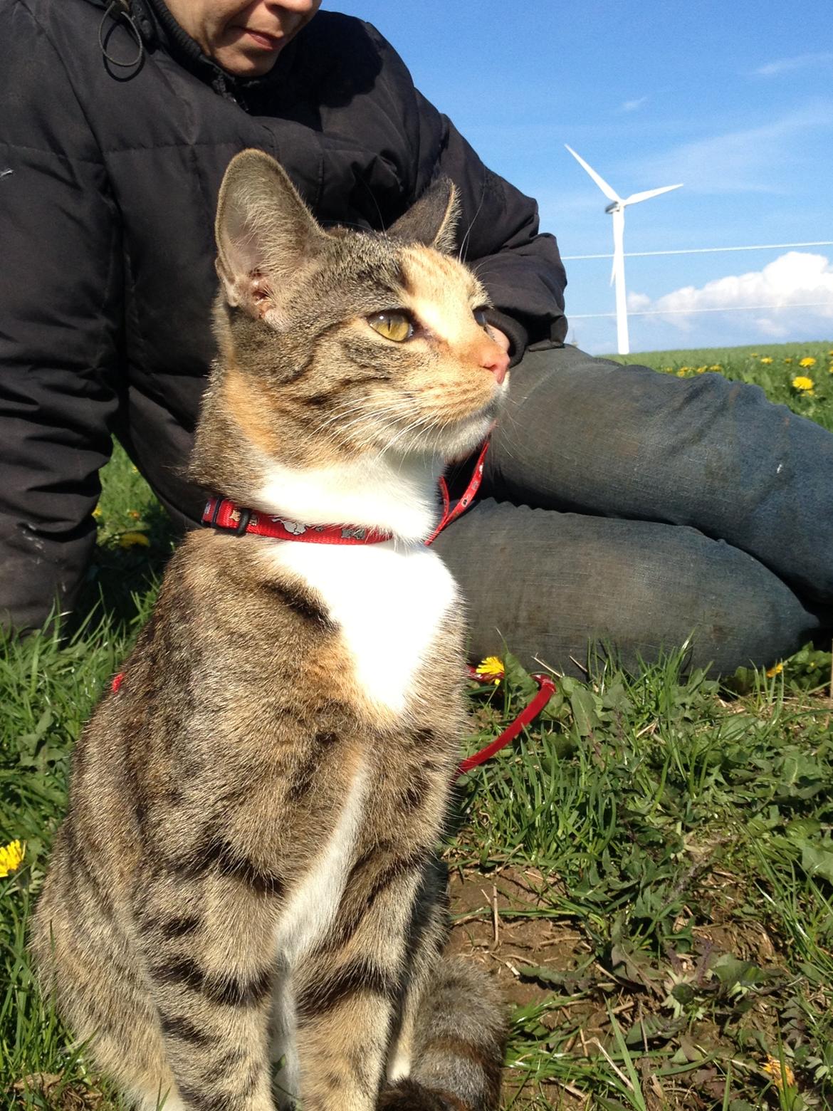 Huskat Muzz - Ude at gå tur ;-) billede 4