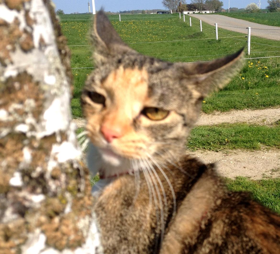 Huskat Muzz - ,,What are you looking at??´´ billede 5