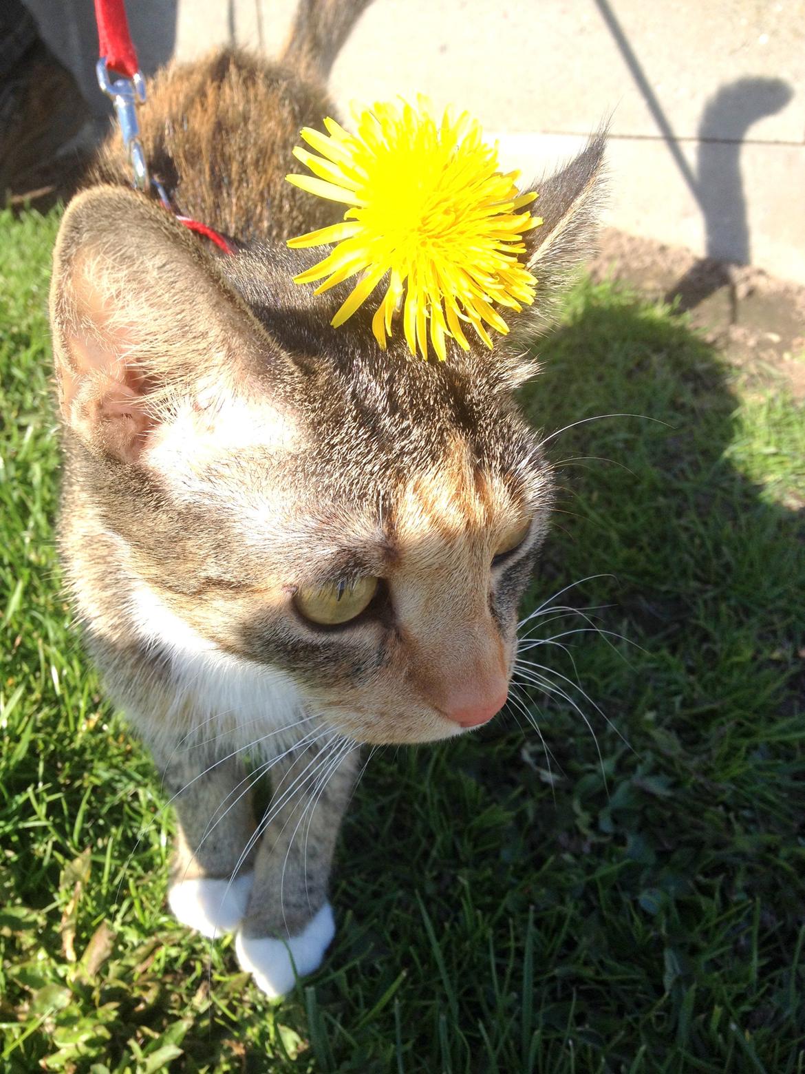 Huskat Muzz - Mælkebøtte i håret :D billede 6