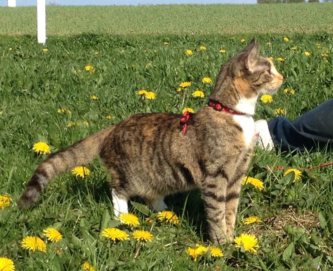 Huskat Muzz - Ude at gå tur ;-) billede 3