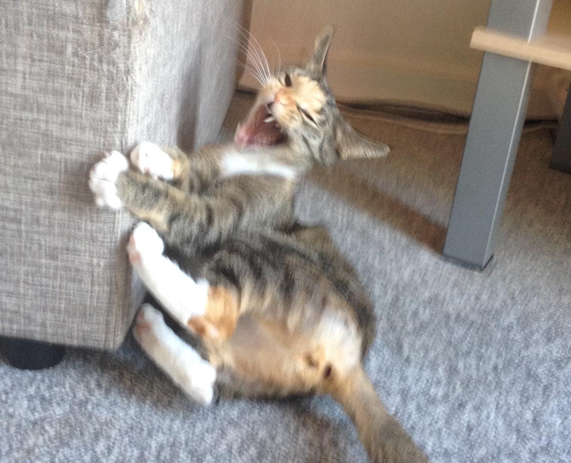 Huskat Muzz - Det er ikke let at lege og gabe på samme tid :D billede 7