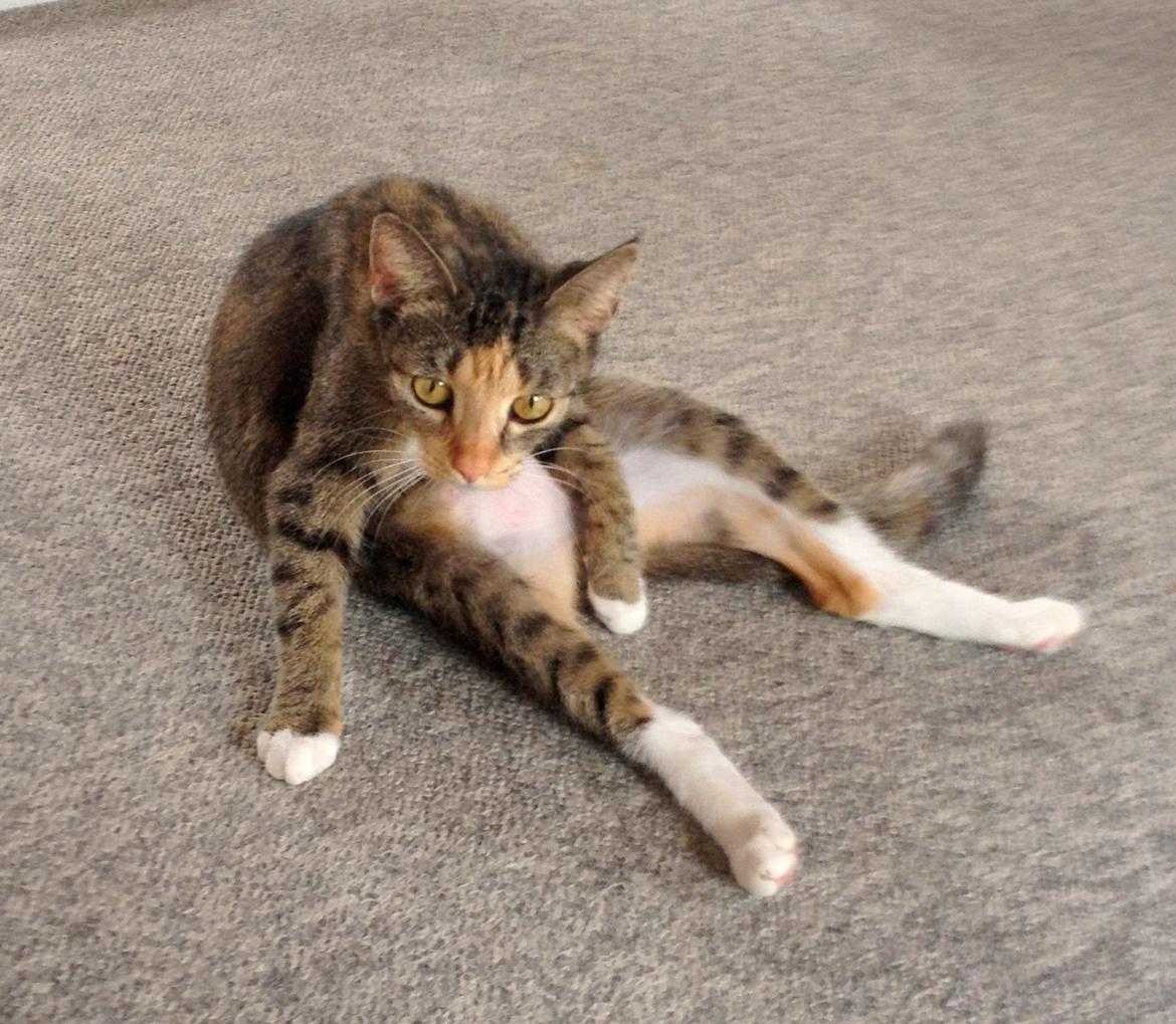 Huskat Muzz - Så charmerende hun er ;-) billede 8