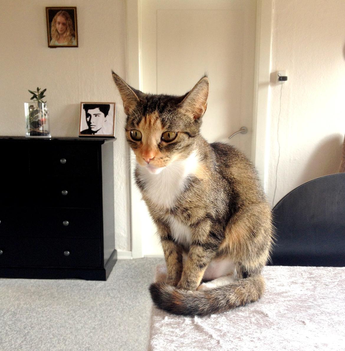 Huskat Muzz - Sidder og kigger på mor der er ved at dække bord ;-) billede 9