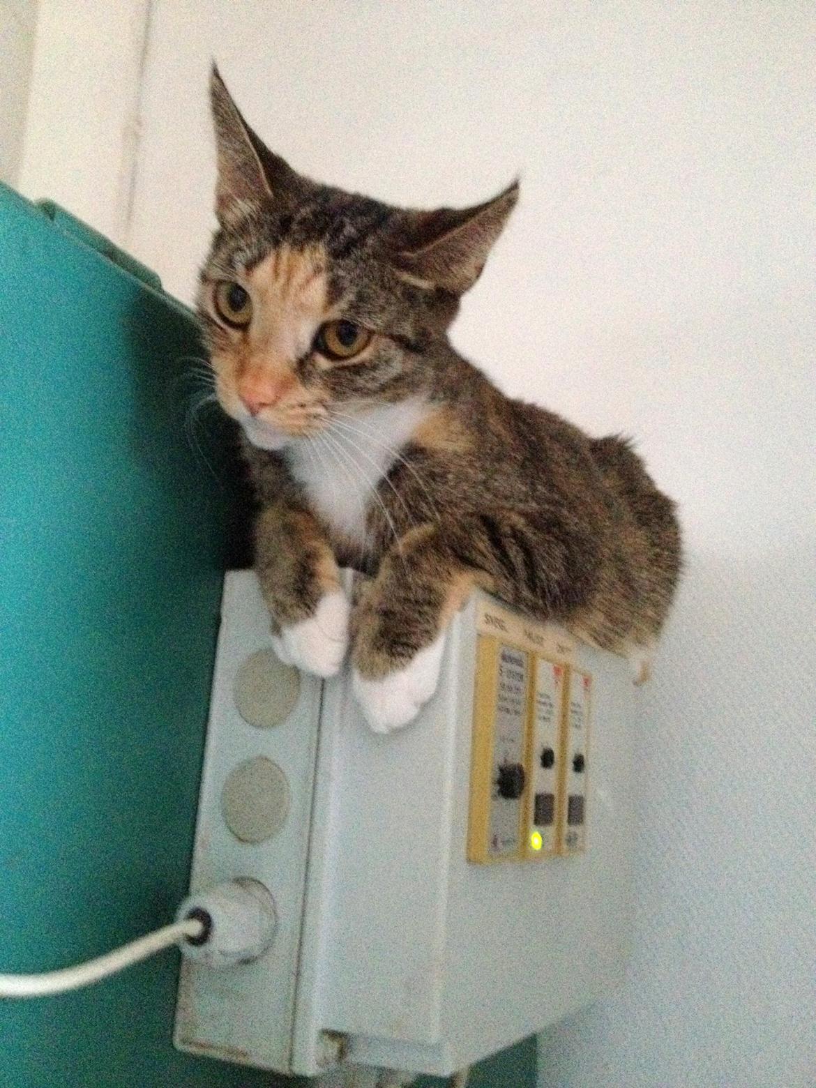 Huskat Muzz - Ligger og sover på vores fyr :D billede 10