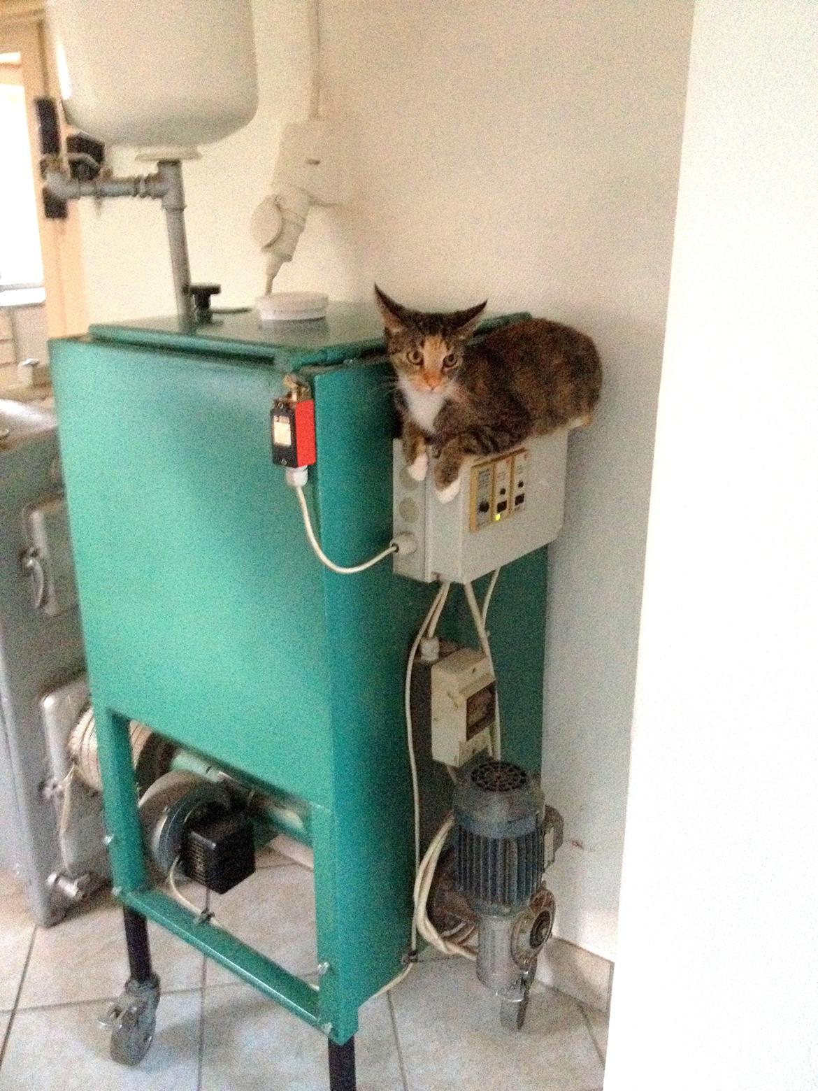 Huskat Muzz - Ligger og sover på vores fyr :D billede 11