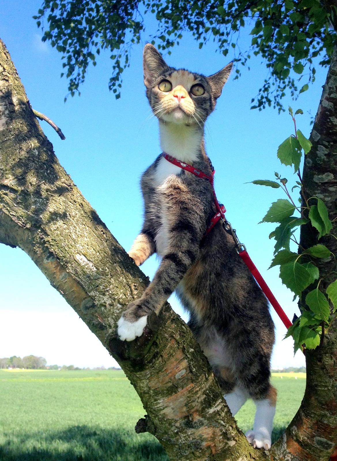 Huskat Muzz - Klattrer i træer :-P billede 12