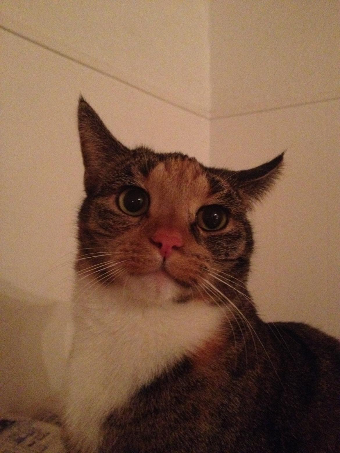 Huskat Muzz - Nær billede ;-) billede 13