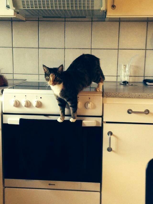 Huskat Muzz - går på mors komfur :-) billede 14