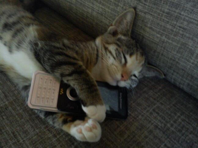 Huskat Muzz - Hun tog min mobil! :O billede 34