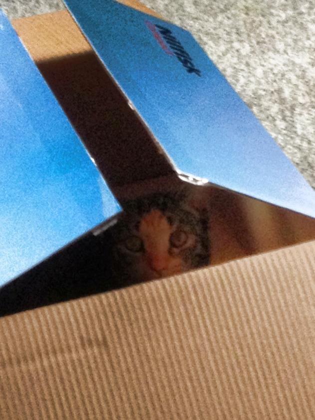 Huskat Muzz - Hygger i papkassen ;-) billede 16