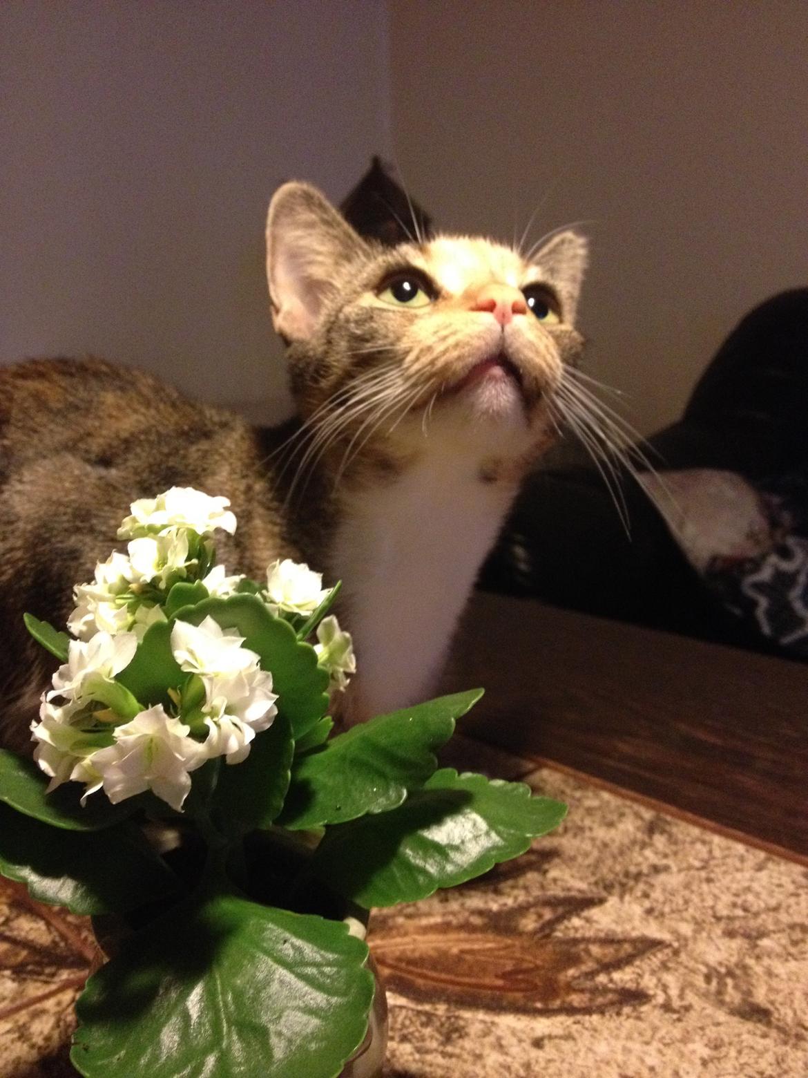 Huskat Muzz - Dufter til blomster :-) billede 15