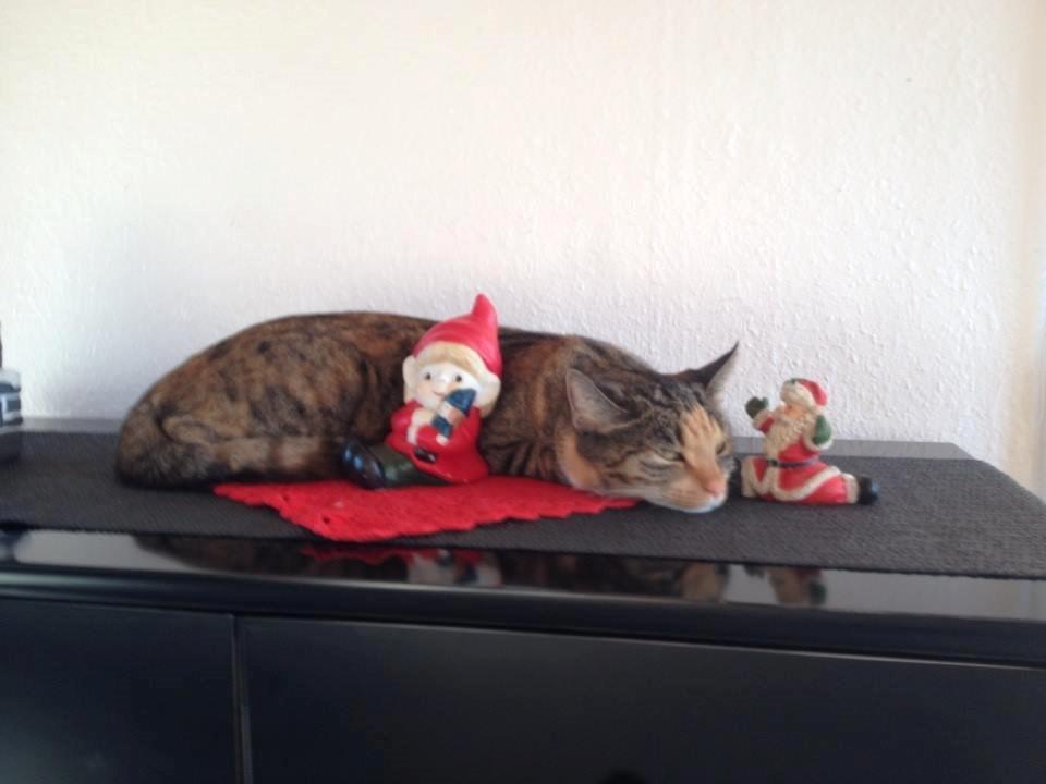 Huskat Muzz - Passer på nisserne ;-) billede 17