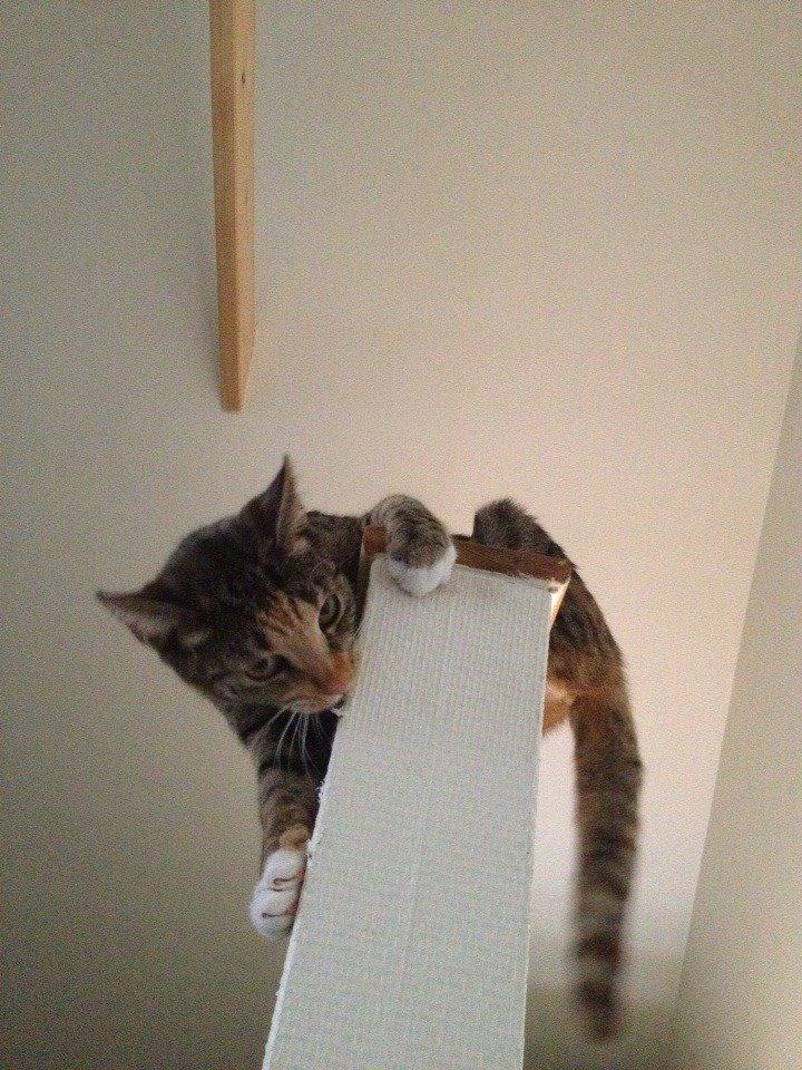 Huskat Muzz - Hvaaaaa.. er der lopper i dig ;-) billede 18