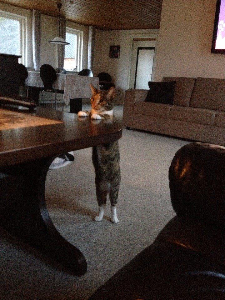 Huskat Muzz - Har i noget til mig?????? :D billede 19