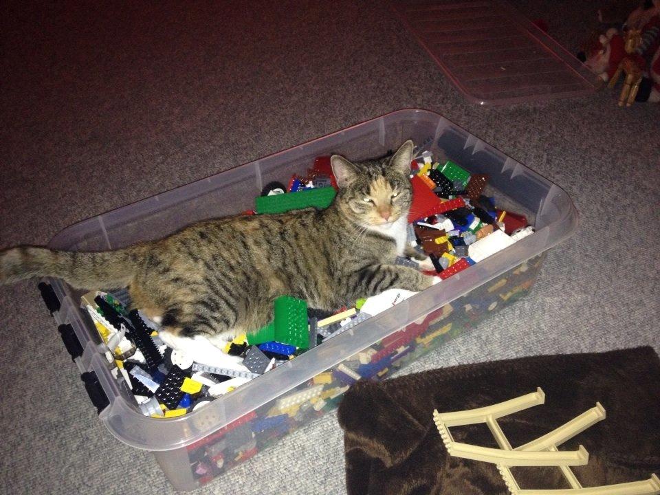 Huskat Muzz - Hygger i legoklodserne ;-) billede 20