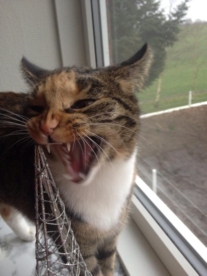 Huskat Muzz - Hun er da vist træt billede 22