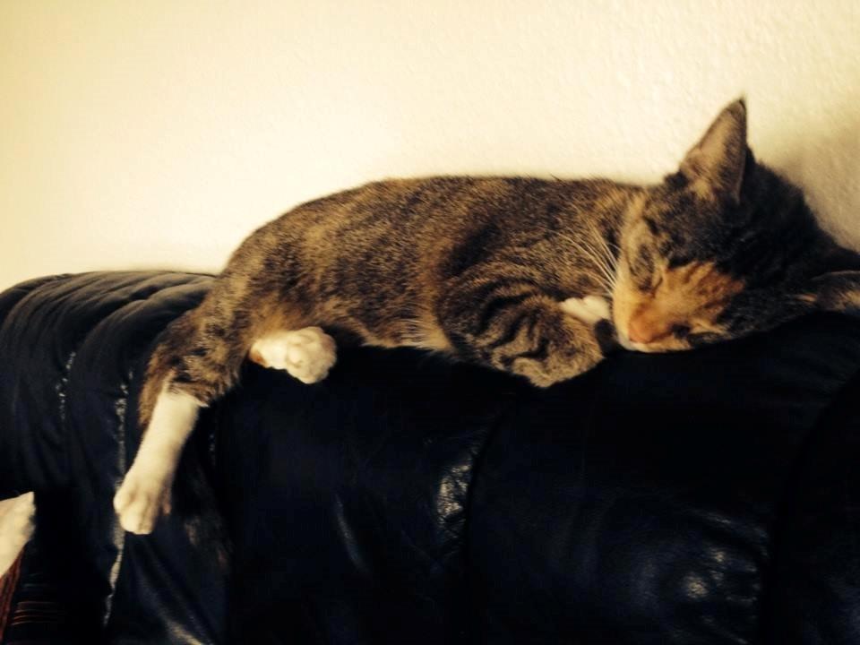 Huskat Muzz - Sleepy sleepy ;-) billede 23