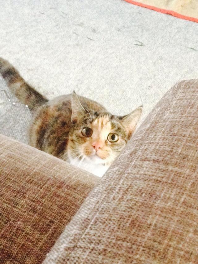 Huskat Muzz billede 24