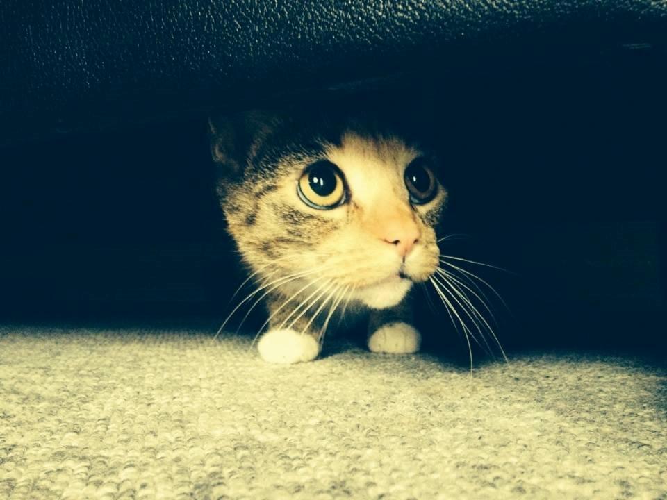 Huskat Muzz billede 25