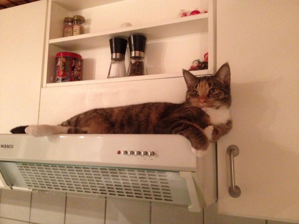 Huskat Muzz billede 26