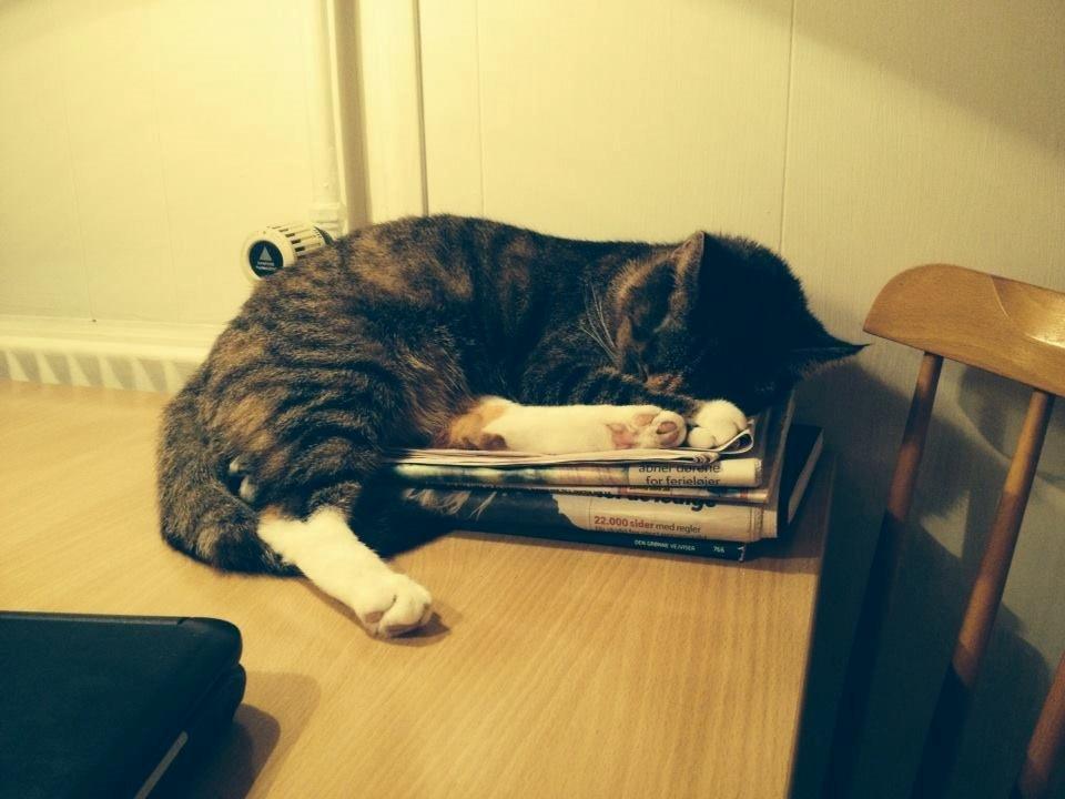 Huskat Muzz billede 27