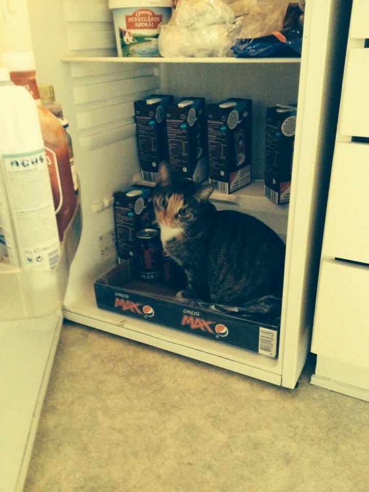 Huskat Muzz billede 28