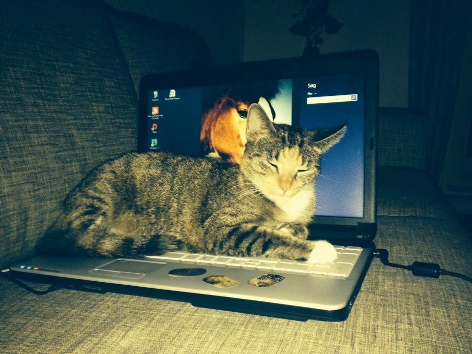 Huskat Muzz billede 29