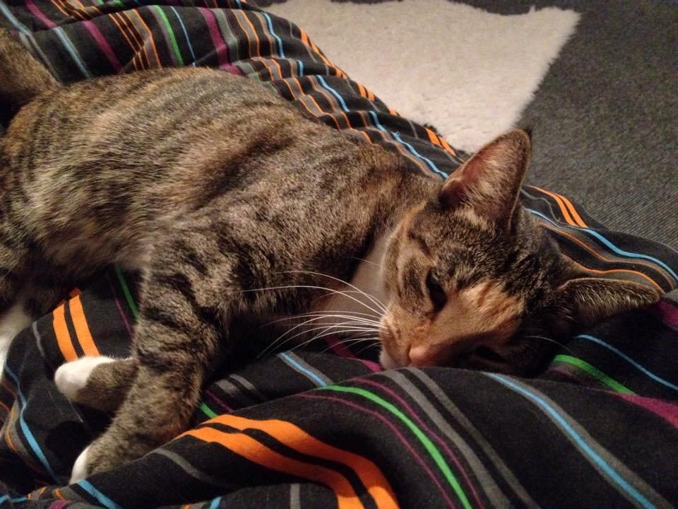 Huskat Muzz billede 30