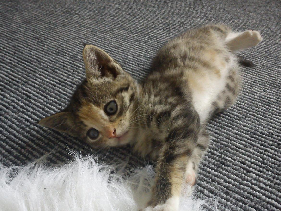 Huskat Muzz billede 38