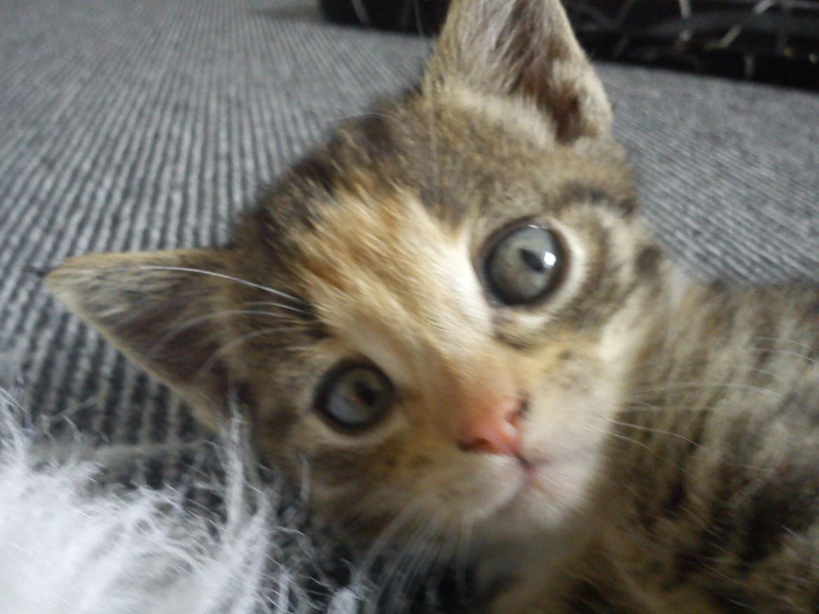 Huskat Muzz billede 37