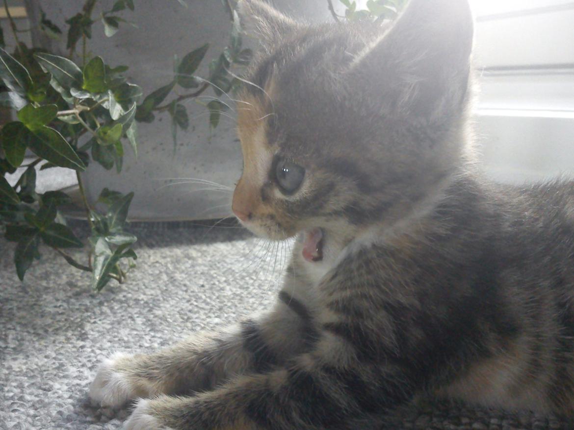 Huskat Muzz billede 35