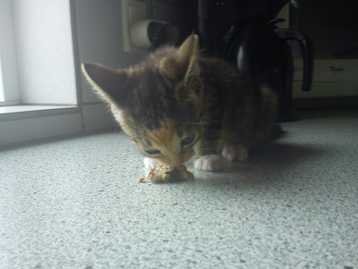 Huskat Muzz billede 36