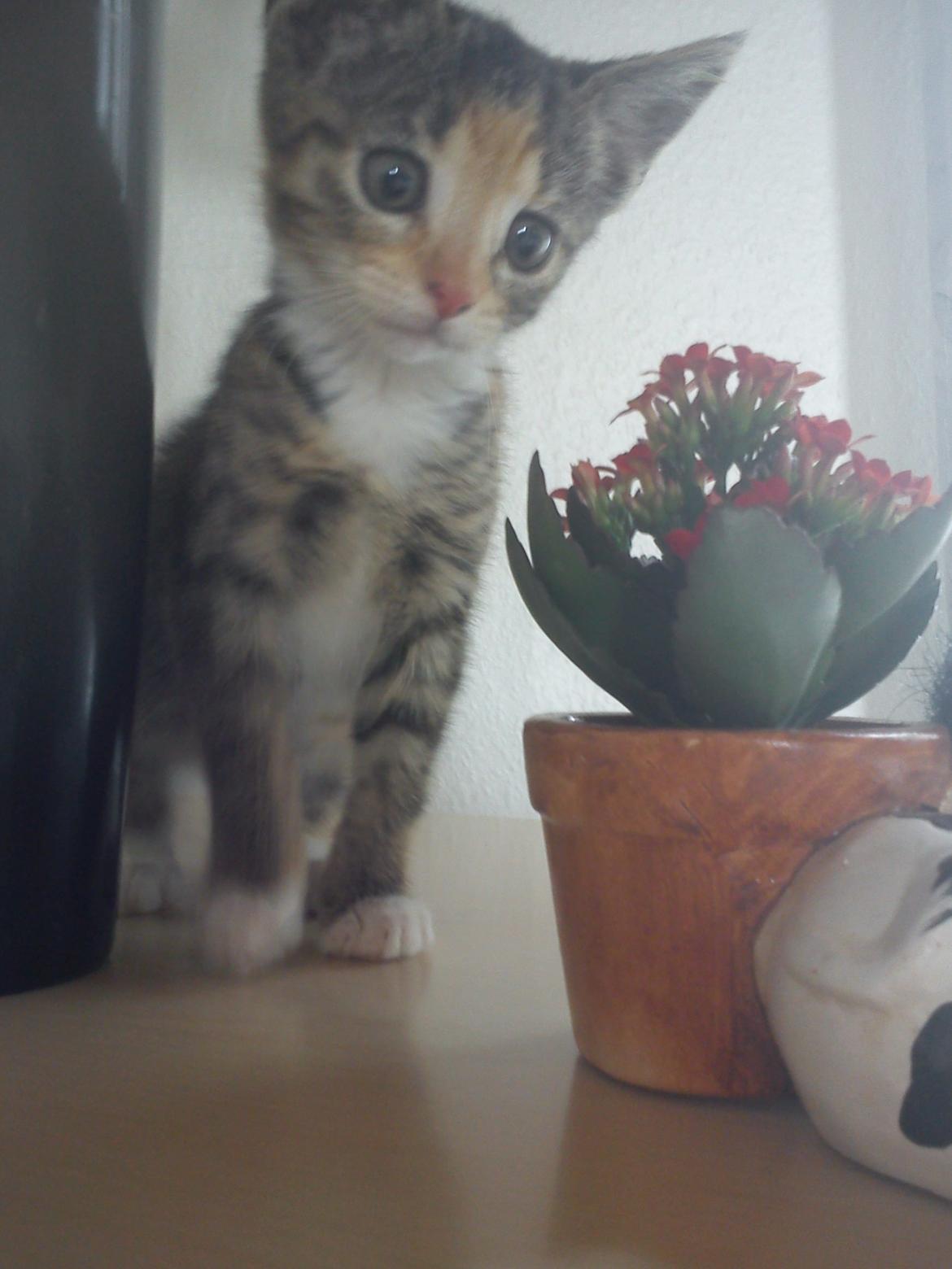 Huskat Muzz billede 32