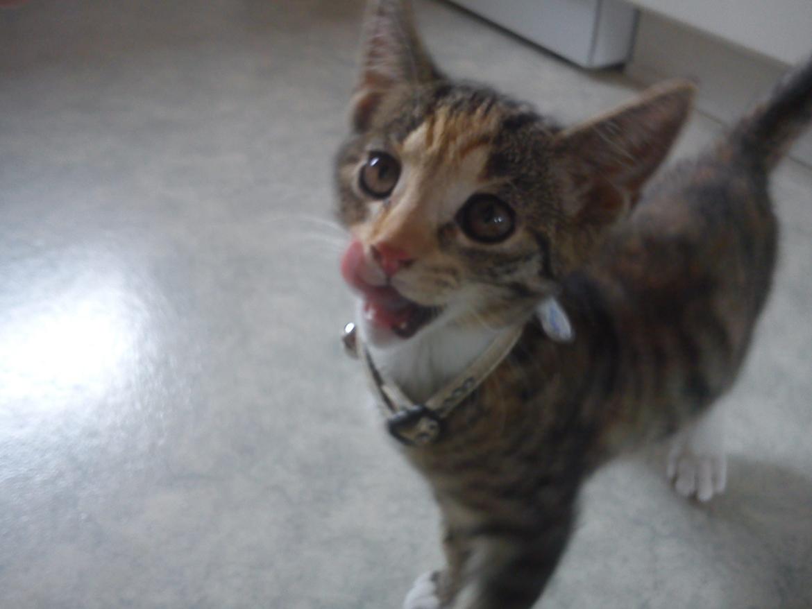 Huskat Muzz - Velkommen til Muzz' profil! :-) billede 1