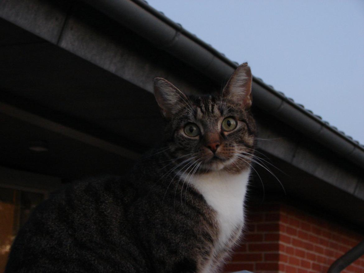 Huskat Louis billede 1