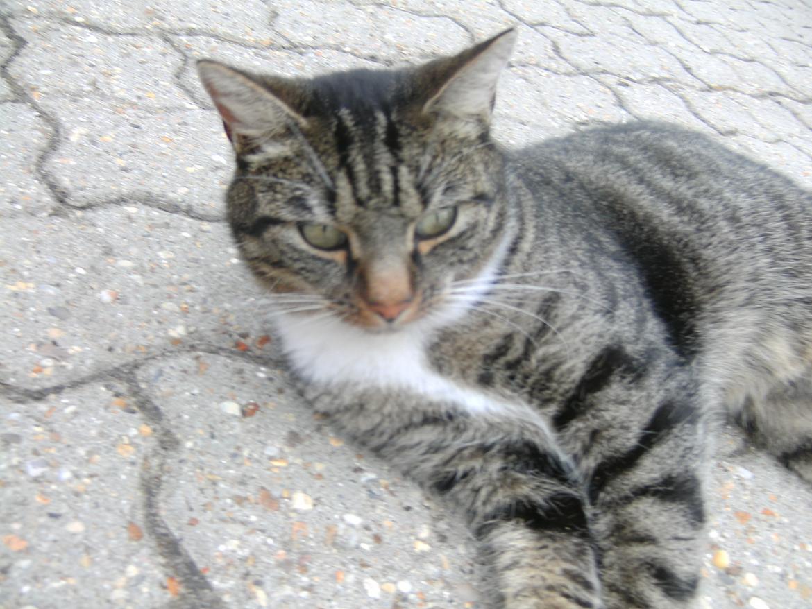 Huskat Louis billede 2