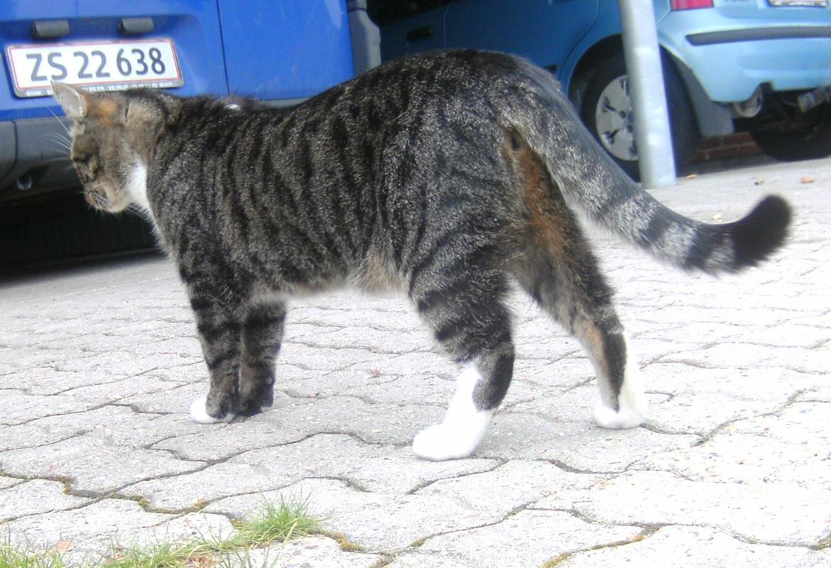 Huskat Louis billede 3