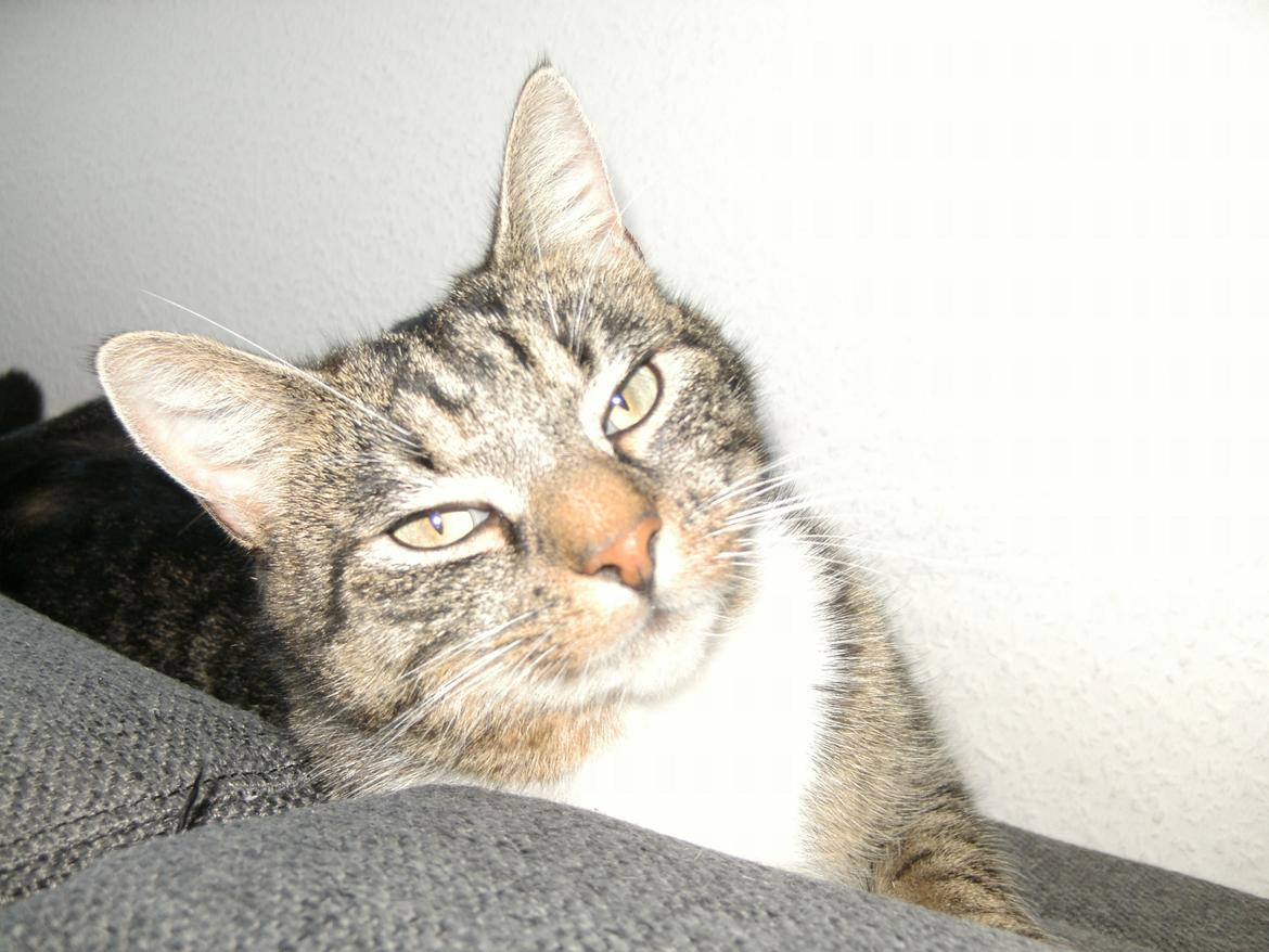 Huskat Louis billede 4