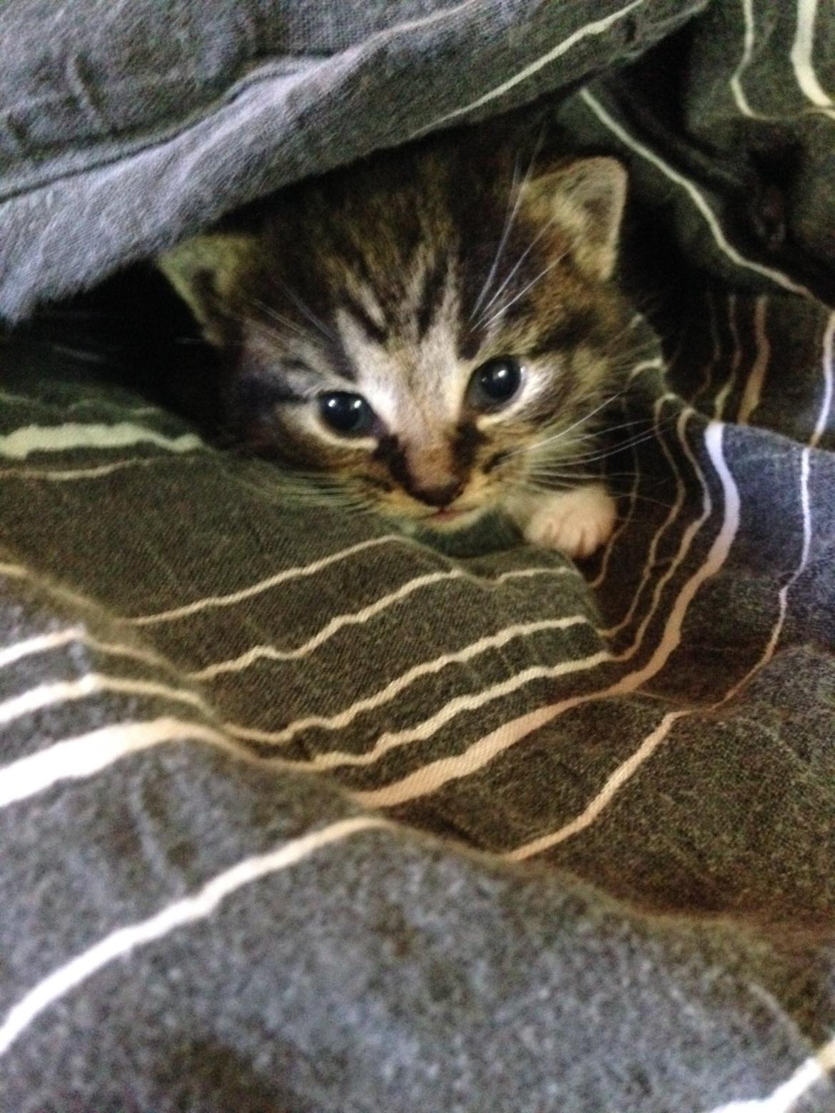 Huskat Tonser billede 2